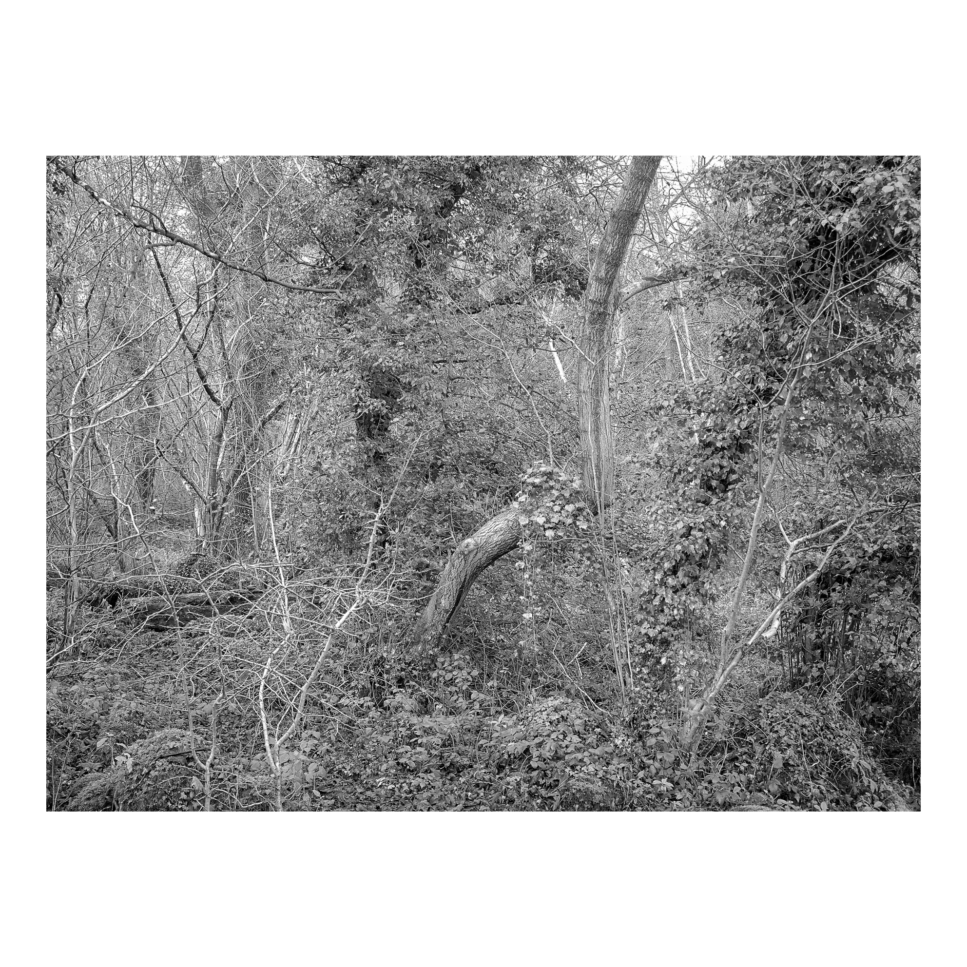 Wood 18